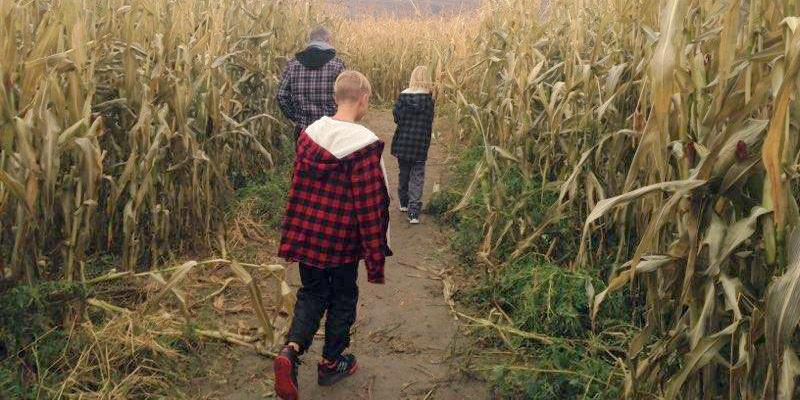 Three people walk down a corn maze.